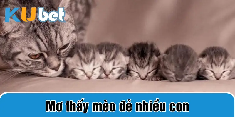 Mơ thấy mèo đẻ nhiều con