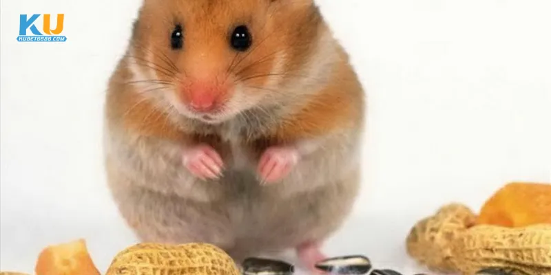 Gợi ý các con số tài lộc liên quan giấc mơ chuột